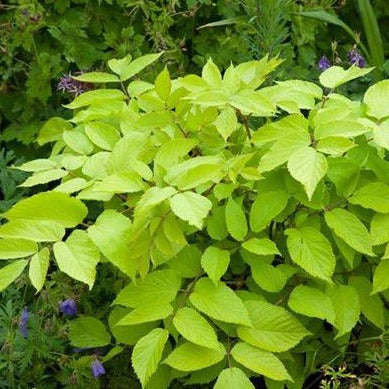 ARALIA cordata ‘Sun King’