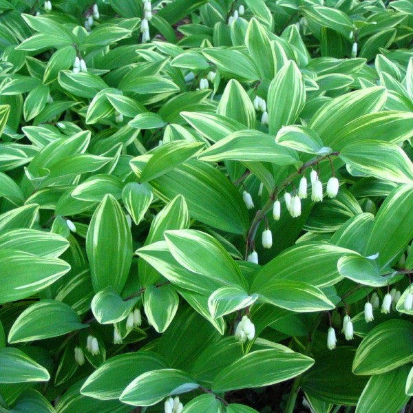 POLYGONATUM odoratum variegatum