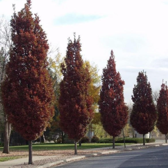 Chêne ‘Crimson Spire’ (Quercus robur 'Crimson Spire')