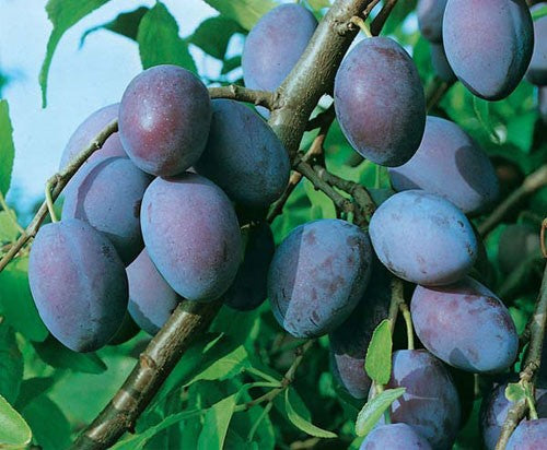 Prunus 'Italien' (Prunier européen 'Italien')