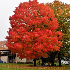 Sugar Maple 'Green Mountain' (Acer saccharum 'Green Mountain') Autumn