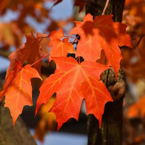 Sugar Maple 'Green Mountain' (Acer saccharum 'Green Mountain') Autumn leaves