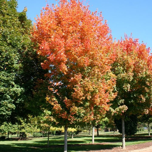 Érable à sucre ‘Legacy’ (Acer saccharum 'Legacy') Autumn