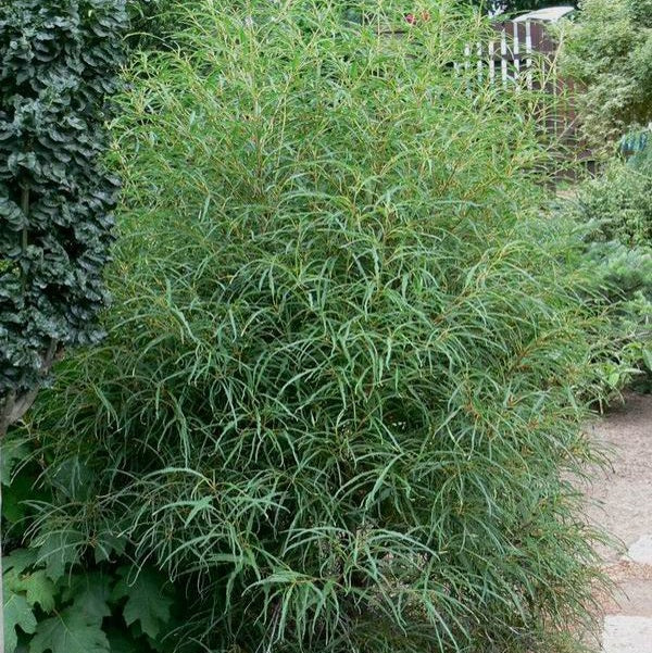 Rhamnus frangula 'Asplenifolia' (Bourdaine à feuilles découpées) – Les  Arbres de la Vallée