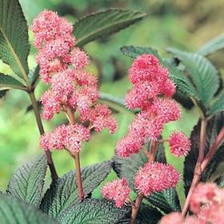 RODGERSIA pinnata ‘Fire Work’