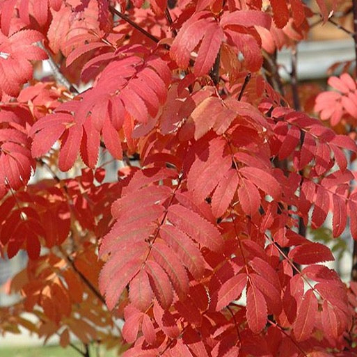 Sorbier des oiseaux 'Skybound' (Sorbus aucuparia 'Skybound')
