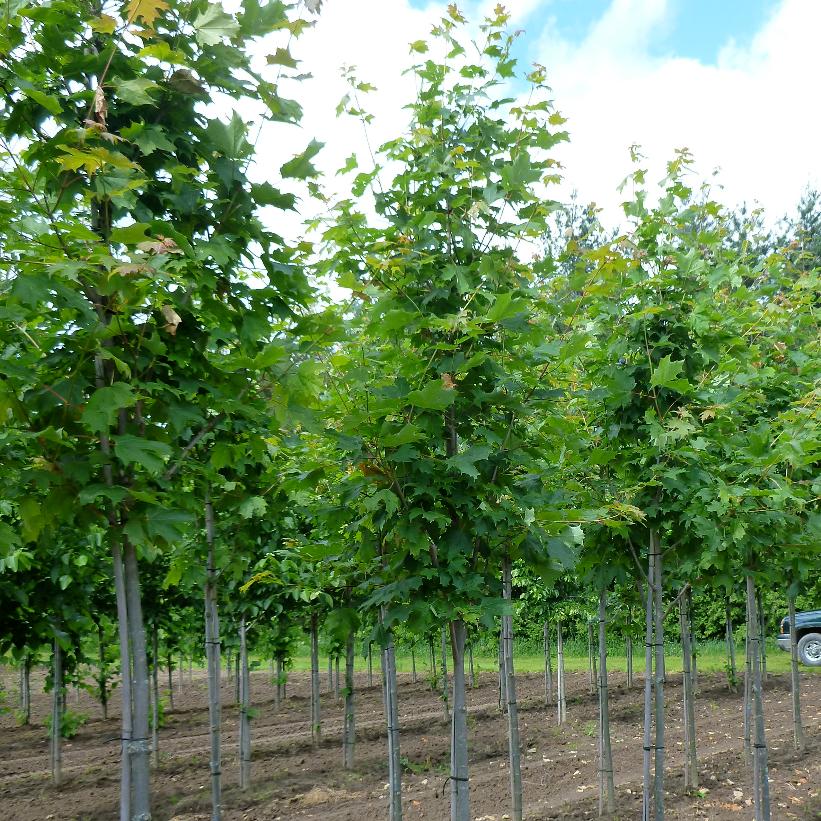 Acer saccharum 'Majesty' (Érable à sucre 'Majesty')