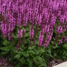 SALVIA nemerosa ‘Rose Marvel’