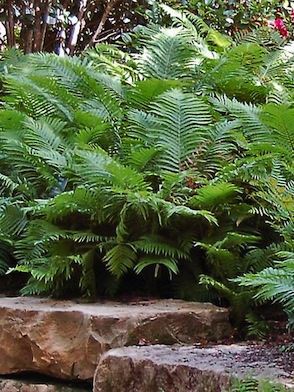 MATTEUCCIA struthiopteris ‘The King’
