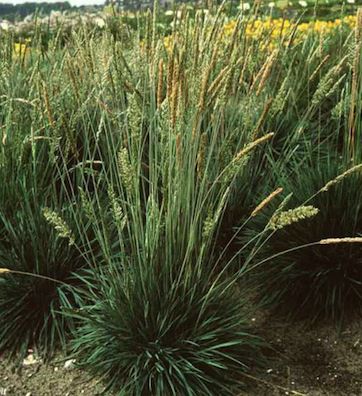 KOELERIA glauca