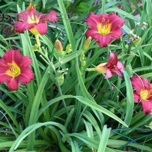 HEMEROCALLIS ‘Ruby Stella’