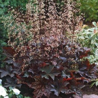 HEUCHERA micrantha ‘Palace Purple’