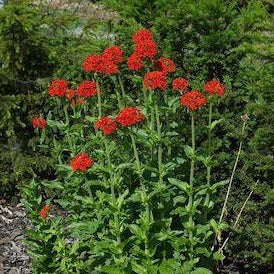 LYCHNIS chalcedonica