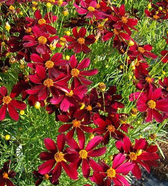 COREOPSIS verticillata ‘Red Satin’