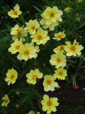 COREOPSIS Big Bang Series ‘Full Moon’