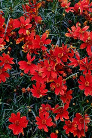 COREOPSIS verticillata ‘Cruizin Broad Street’