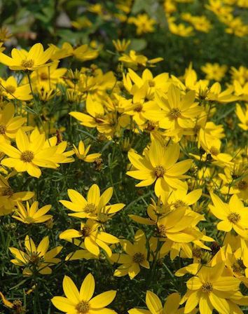 COREOPSIS verticillata ‘Zagreb’