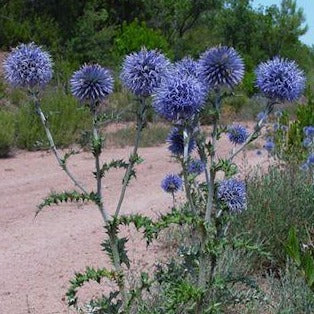 ECHINOPS ritro