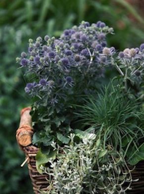 ERYNGIUM planum ‘Blue Hobbit’