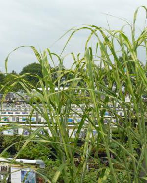 MISCANTHUS giganteus ‘Lottum’