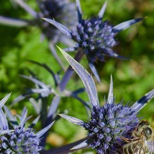 ERYNGIUM planum