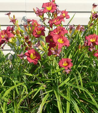 HEMEROCALLIS ‘Pardon me’