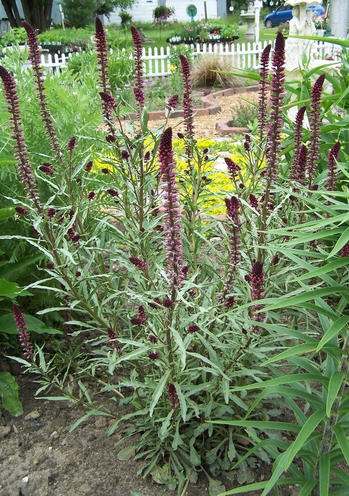 LYSIMACHIA atropurpurea ‘Beaujolais’