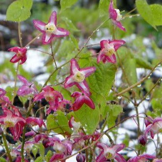 EPIMEDIUM rubrum