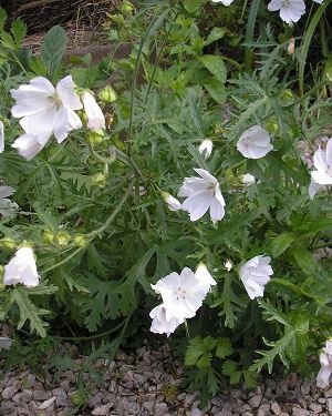 MALVA moschata ‘Alba’