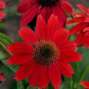 Echinacea x Sombrero Salsa Red (Échinacée 'Sombrero Salsa Red')