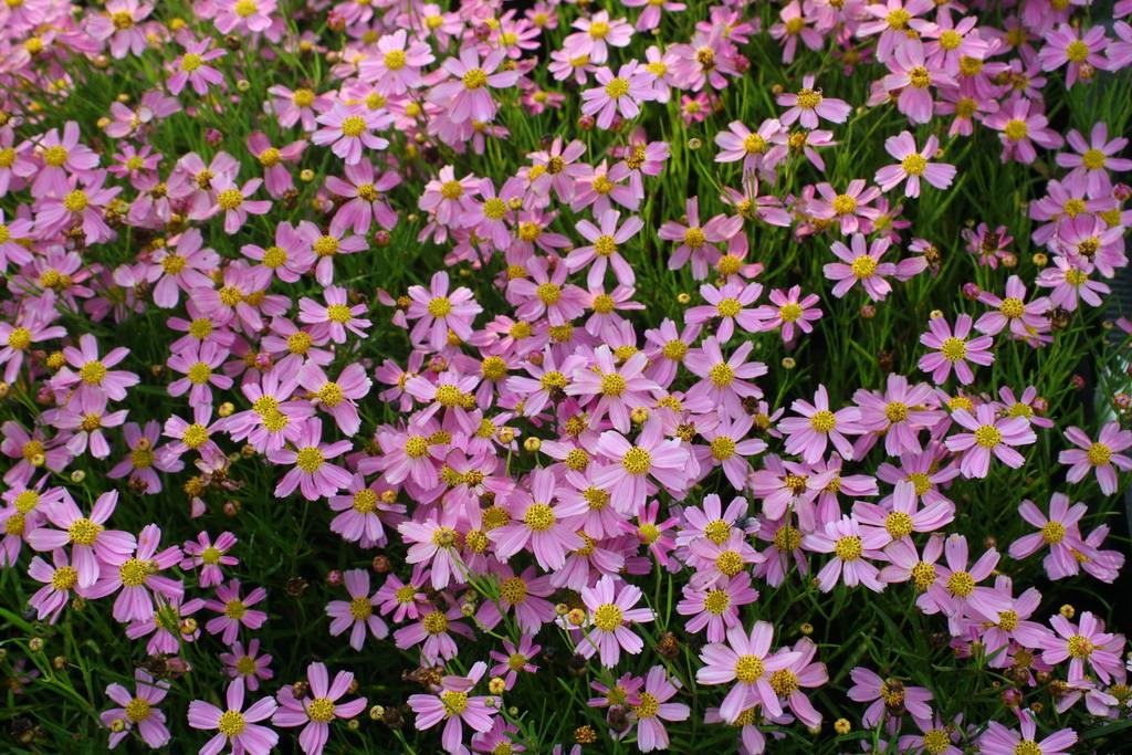 COREOPSIS ‘American dream’