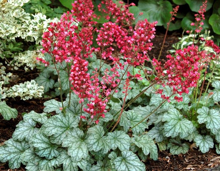 HEUCHERA ‘Paris’