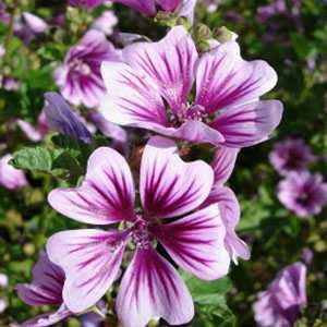 MALVA sylvestris ‘Zebrina’