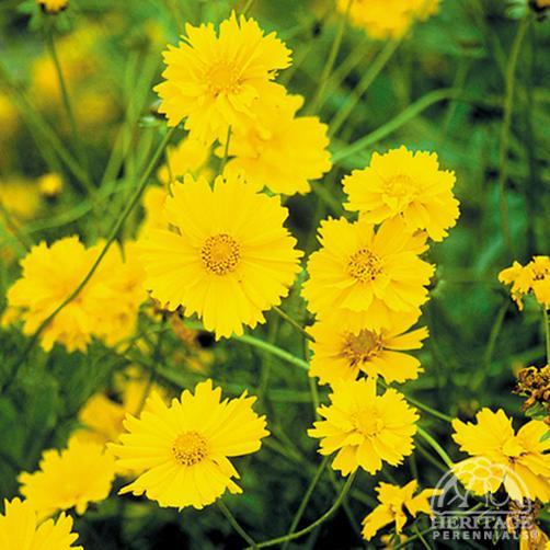 COREOPSIS grandiflora ‘Sunburst’