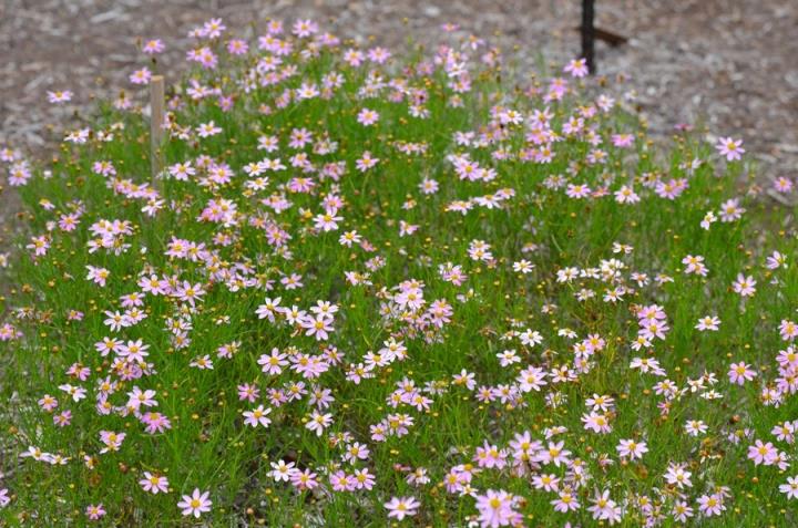 COREOPSIS rosea