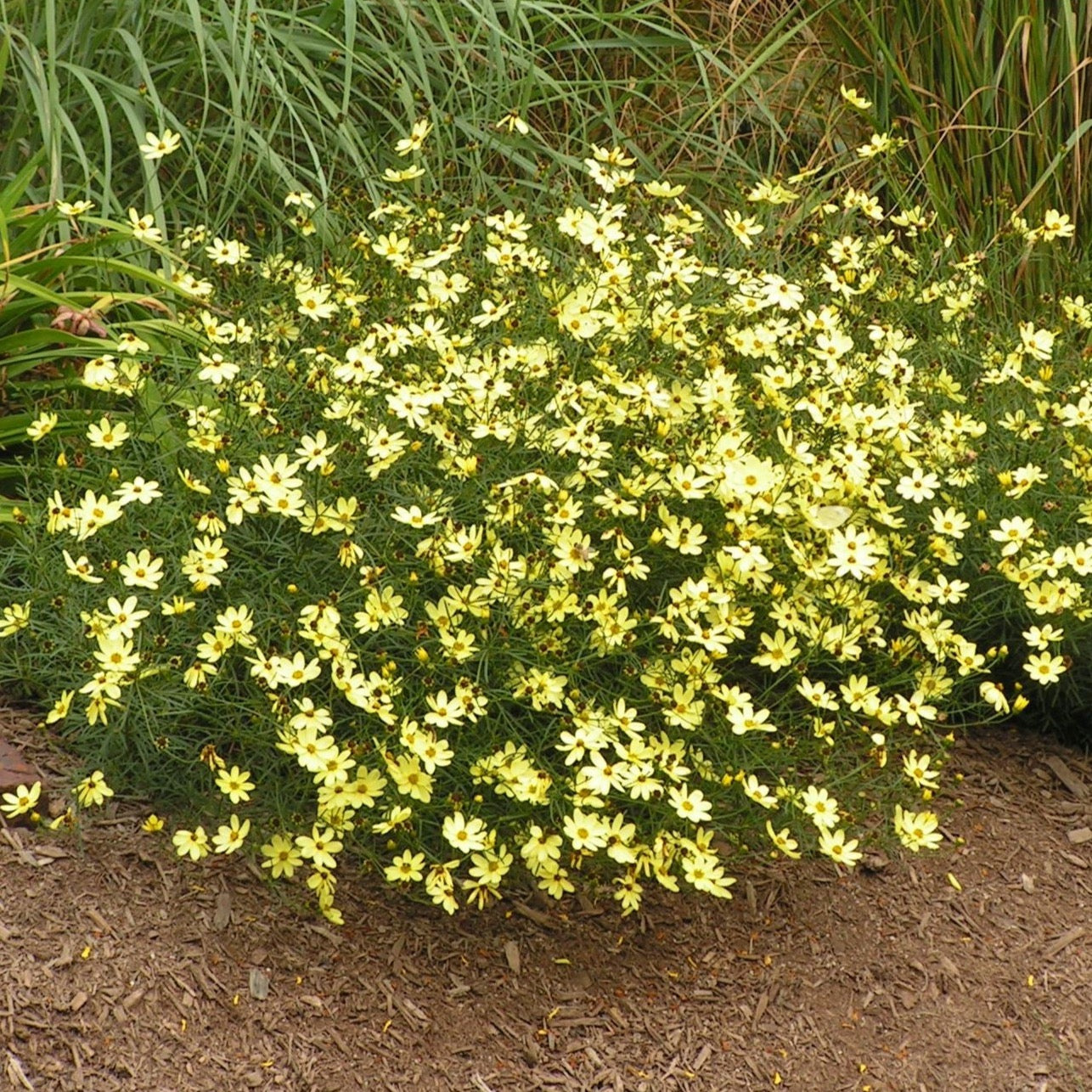 Coreopsis verticillata 'Moonbeam' (Coreopsis verticillé 'Moonbeam')