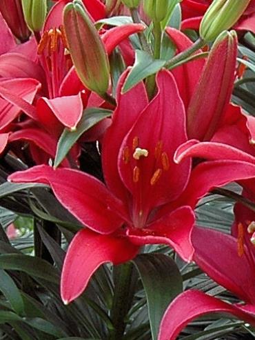asiatic lily tiny ghost LILIUM asiatique 'Tiny Ghost' – Les Arbres de la Vallée