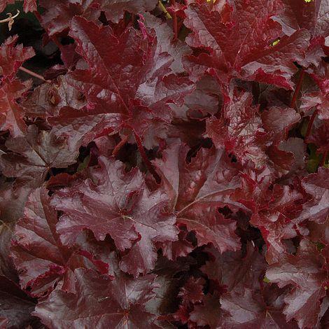 HEUCHERA ‘Chocolate ruffles’