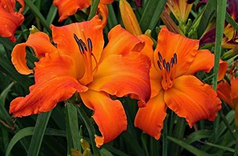 HEMEROCALLIS ‘Primal Scream’