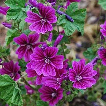 MALVA sylvestris ‘Bibor felho’