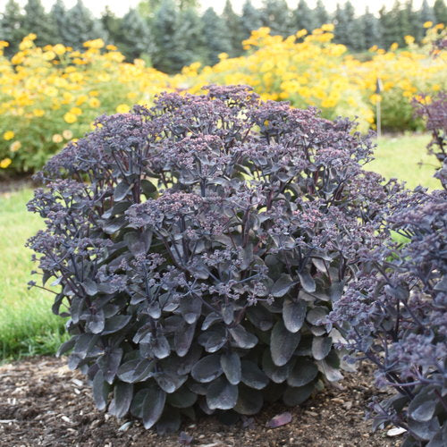 Sedum 'Back in Black' PW-Serie ROCK 'N' GROW' (Orpin 'Back in Black')