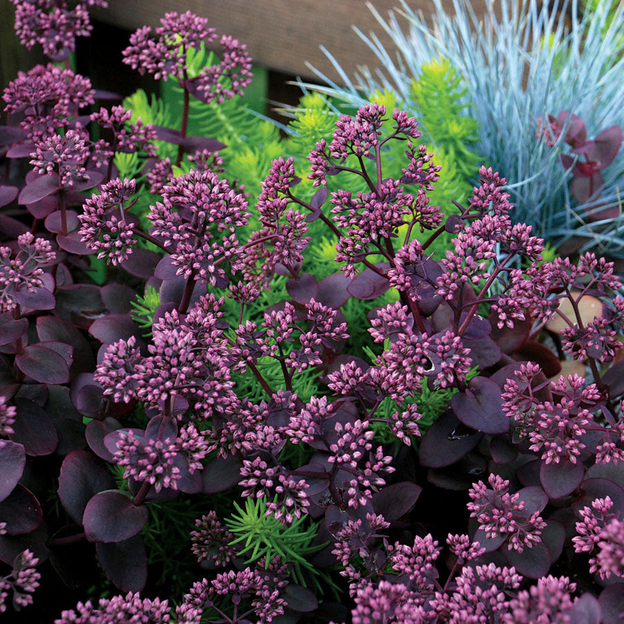 SEDUM album ‘Cherry Tart’