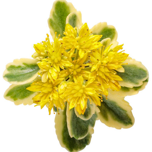 Sedum 'Boogie Woogie' PW SÉRIE ROCK 'N' LOW (Orpin 'Boogie Wookie')