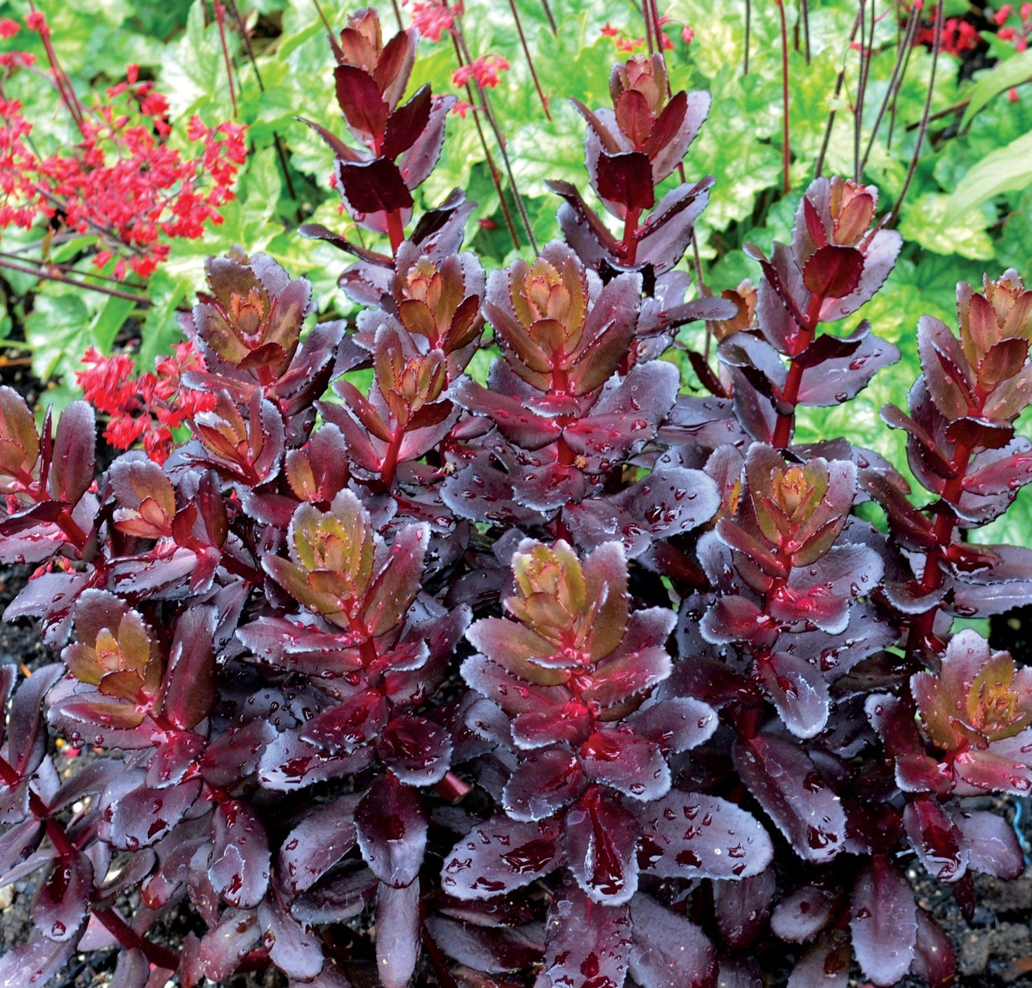 SEDUM ‘Touchdown Teak’