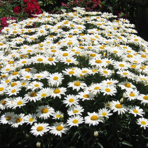 LEUCANTHEMUM x superbum ‘Silver Princess’