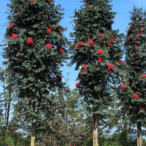 Sorbier des oiseaux 'Skybound' (Sorbus aucuparia 'Skybound')