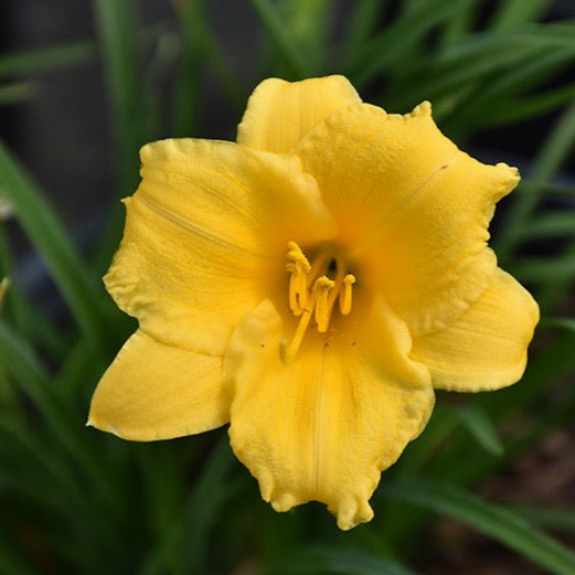 Hemerocallis 'Stella D'Oro' (Hémérocalle 'Stella d'Oro')