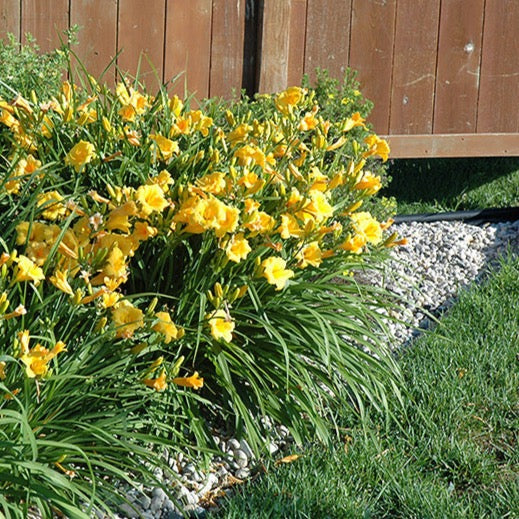 Hemerocallis 'Stella D'Oro' (Hémérocalle 'Stella d'Oro')