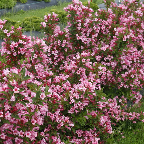 Weigela florida 'Czechmark Twopink' PW (Weigela florida 'Czechmark Twopink')