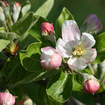 Malus 4 dans 1 (Pommier rustique ‘4 dans 1’)